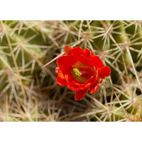 Claret-cup cactus just opening-Echinocereus coccineus-Albuquerque Golden Openspace trails-New Mexico Black Modern Wood Framed Art Print with Double Matting by Pryor, Maresa