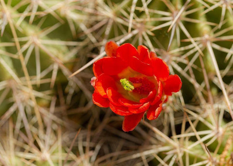 Claret-cup cactus just opening-Echinocereus coccineus-Albuquerque Golden Openspace trails-New Mexico White Modern Wood Framed Art Print with Double Matting by Pryor, Maresa
