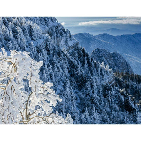 Snow ice crystals blowing off tree-Sandia Mountain Wilderness-New Mexico Black Modern Wood Framed Art Print by Pryor, Maresa