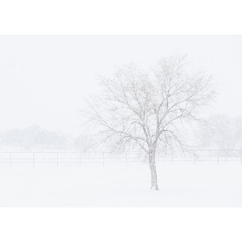 Snowscape in New Mexico Black Modern Wood Framed Art Print by Pryor, Maresa