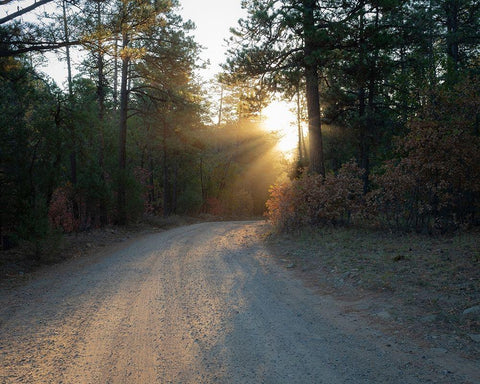 Forest Roads at sunrise-Manzano Mountain Wilderness-Cibola National Forest-New Mexico Black Ornate Wood Framed Art Print with Double Matting by Pryor, Maresa