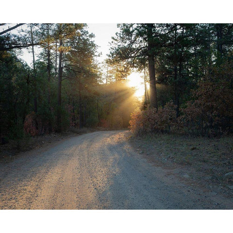 Forest Roads at sunrise-Manzano Mountain Wilderness-Cibola National Forest-New Mexico Black Modern Wood Framed Art Print by Pryor, Maresa