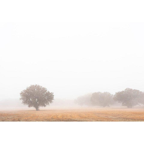 Tree in fog-Bosque del Apache National Wildlife Refuge-New Mexico Black Modern Wood Framed Art Print with Double Matting by Pryor, Maresa