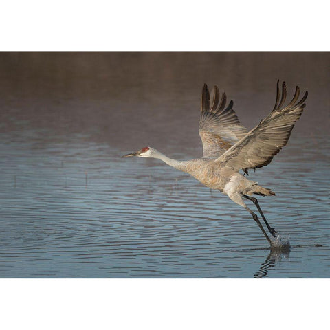 Sandhill crane in flight-grus canadensis-Bosque del Apache National Wildlife Refuge-New Mexico, Black Modern Wood Framed Art Print by Pryor, Maresa