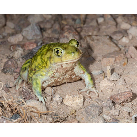 Couchs spadefoot-Scaphiopus couchii-Rodeo-New Mexico Black Modern Wood Framed Art Print by Pryor-Luzier, Maresa