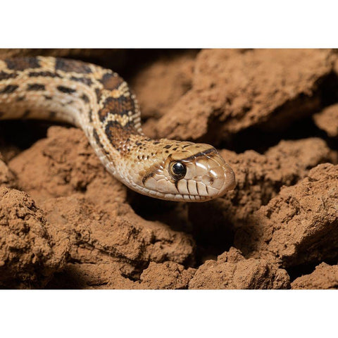 Sonoran gopher snake-bullsnake-blow snake-Pituophis catenefir affinis-New Mexico-wild Black Modern Wood Framed Art Print by Pryor-Luzier, Maresa