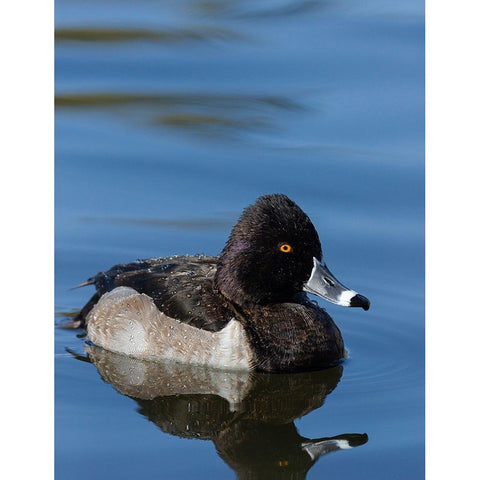 Ring-necked Duck-Aythya collaris-New Mexico Black Modern Wood Framed Art Print with Double Matting by Pryor-Luzier, Maresa