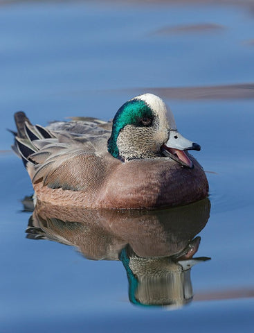 Male American Wigeon in freshwater pond-New Mexico Black Ornate Wood Framed Art Print with Double Matting by Pryor-Luzier, Maresa