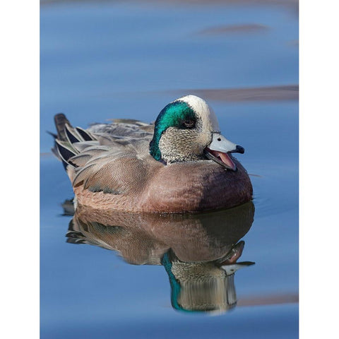 Male American Wigeon in freshwater pond-New Mexico Black Modern Wood Framed Art Print with Double Matting by Pryor-Luzier, Maresa