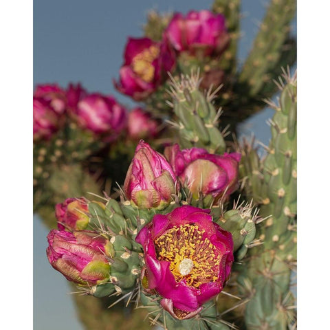 Tree cholla in bloom-high desert of Edgewood-New Mexico Black Modern Wood Framed Art Print by Pryor-Luzier, Maresa