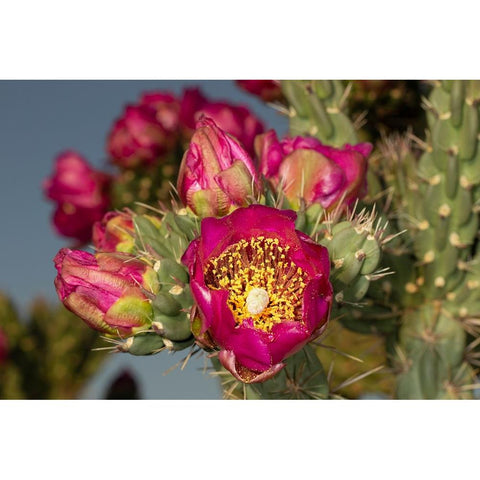 Tree cholla in bloom-high desert of Edgewood-New Mexico White Modern Wood Framed Art Print by Pryor-Luzier, Maresa