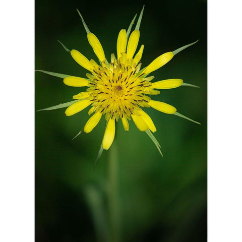 Yellow Salsify-Tragopogon dubius-Capulin Sprints Trail-Sandia Mountains-New Mexico White Modern Wood Framed Art Print by Pryor-Luzier, Maresa