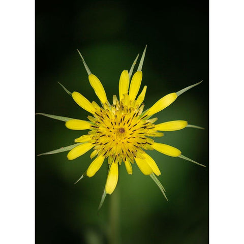 Yellow Salsify-Tragopogon dubius-Capulin Sprints Trail-Sandia Mountains-New Mexico Gold Ornate Wood Framed Art Print with Double Matting by Pryor-Luzier, Maresa