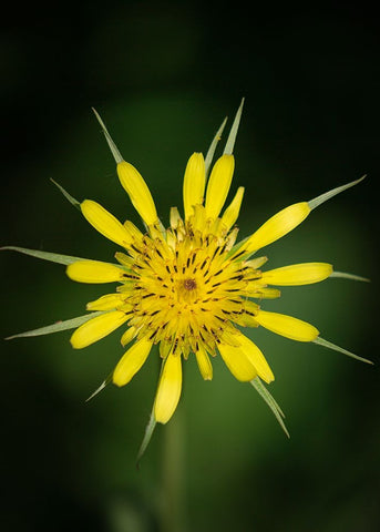 Yellow Salsify-Tragopogon dubius-Capulin Sprints Trail-Sandia Mountains-New Mexico Black Ornate Wood Framed Art Print with Double Matting by Pryor-Luzier, Maresa