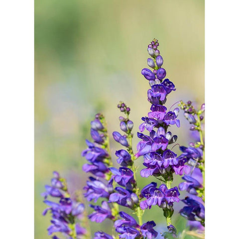 Rocky Mountain Beardtongue-Rocky Mountain Penstemon flowers-Sandia Mountains-New Mexico Gold Ornate Wood Framed Art Print with Double Matting by Pryor-Luzier, Maresa