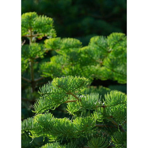White fir needles-Abies concolor-Capulin Springs Trail-Sandia Mountains-New Mexico White Modern Wood Framed Art Print by Pryor-Luzier, Maresa