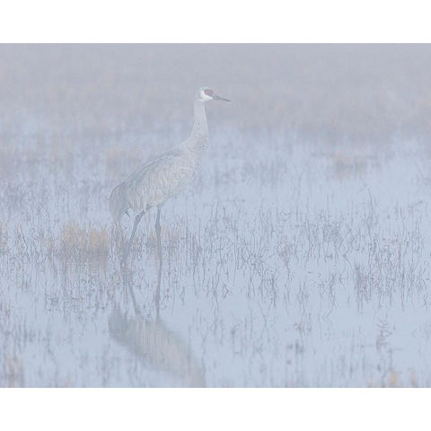 Sandhill crane-foggy morning-Bosque del Apache National Wildlife Refuge-New Mexico Black Modern Wood Framed Art Print with Double Matting by Pryor-Luzier, Maresa
