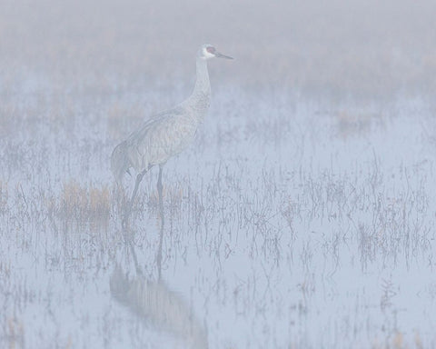 Sandhill crane-foggy morning-Bosque del Apache National Wildlife Refuge-New Mexico Black Ornate Wood Framed Art Print with Double Matting by Pryor-Luzier, Maresa