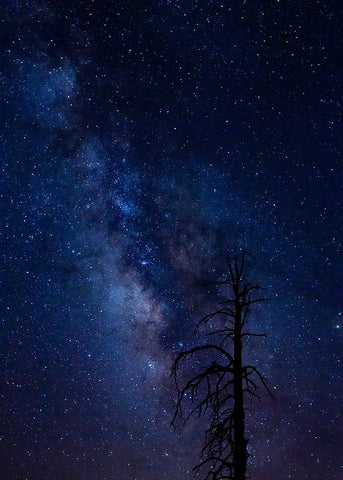 Milky way over the Carson National Forest-Tres Piedras-New Mexico Black Ornate Wood Framed Art Print with Double Matting by Pryor-Luzier, Maresa