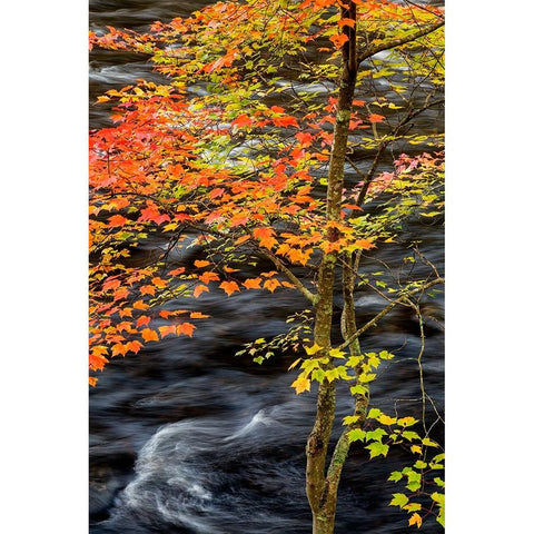 USA-New York-Adirondacks Long Lake-young maple beside the Raquette River Black Modern Wood Framed Art Print by Collins, Ann