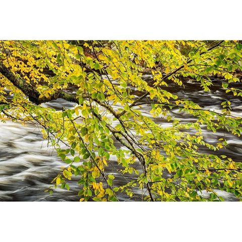 USA-New York-Adirondacks Long Lake-Raquette River flows behind autumn foliage Black Modern Wood Framed Art Print with Double Matting by Collins, Ann
