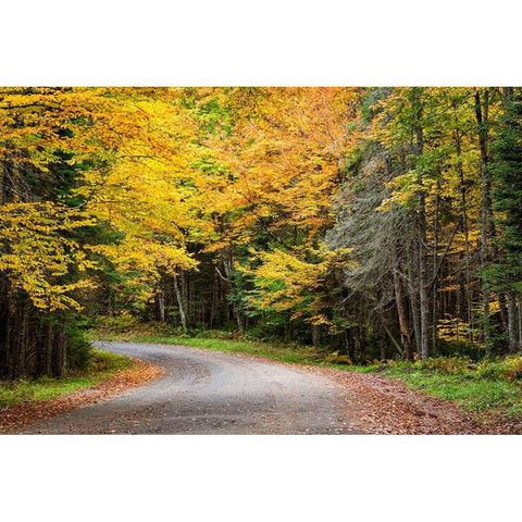 USA-New York-Adirondacks Long Lake-foliage-covered road to Forked Lake Gold Ornate Wood Framed Art Print with Double Matting by Collins, Ann