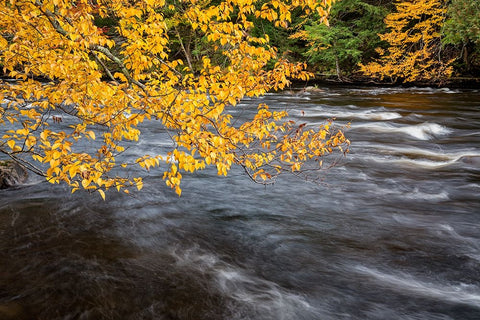 USA-New York-Adirondacks Long Lake-yellow foliage along the Raquette River at Forked Lake Black Ornate Wood Framed Art Print with Double Matting by Collins, Ann