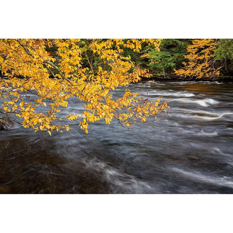 USA-New York-Adirondacks Long Lake-yellow foliage along the Raquette River at Forked Lake Black Modern Wood Framed Art Print by Collins, Ann
