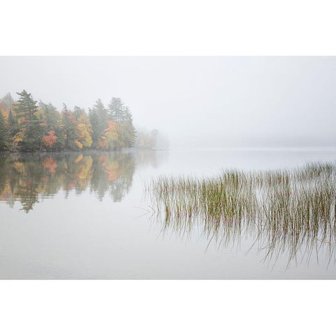 USA-New York-Adirondacks Long Lake-reeds-fog-and fall foliage at Eaton Lake Black Modern Wood Framed Art Print by Collins, Ann