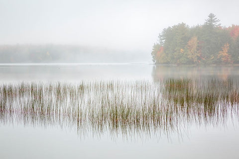 USA-New York-Adirondacks Long Lake-foggy morning-reeds-and loon on Eaton Lake White Modern Wood Framed Art Print with Double Matting by Collins, Ann