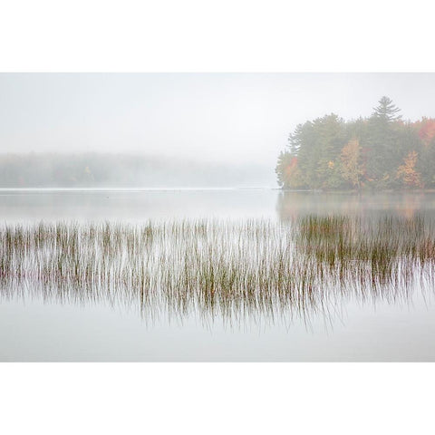 USA-New York-Adirondacks Long Lake-foggy morning-reeds-and loon on Eaton Lake White Modern Wood Framed Art Print by Collins, Ann