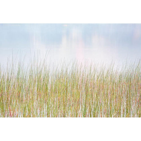 USA-New York-Adirondacks Long Lake-reeds-fog-and reflected fall color at Eaton Lake Gold Ornate Wood Framed Art Print with Double Matting by Collins, Ann