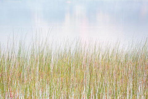 USA-New York-Adirondacks Long Lake-reeds-fog-and reflected fall color at Eaton Lake Black Ornate Wood Framed Art Print with Double Matting by Collins, Ann