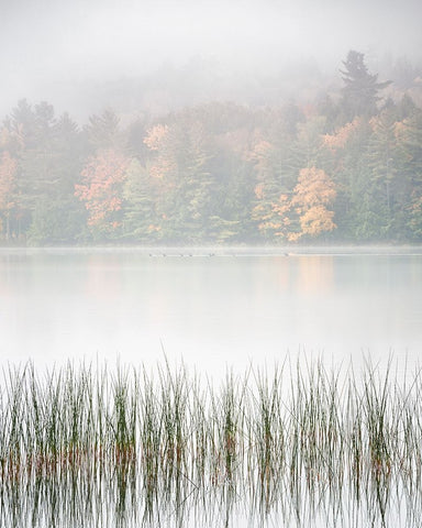 USA-New York-Adirondacks Long Lake-reeds-fog-and fall foliage at Eaton Lake White Modern Wood Framed Art Print with Double Matting by Collins, Ann