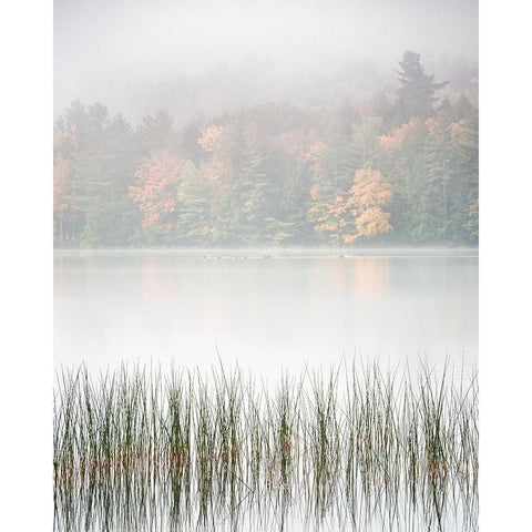 USA-New York-Adirondacks Long Lake-reeds-fog-and fall foliage at Eaton Lake Black Modern Wood Framed Art Print with Double Matting by Collins, Ann