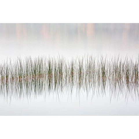 USA-New York-Adirondacks Long Lake-reeds-fog-and fall foliage at Eaton Lake Black Modern Wood Framed Art Print by Collins, Ann