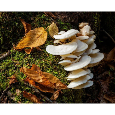 USA-New York-Adirondacks Long Lake-fungi growing at base of tree next to Forked Lake Gold Ornate Wood Framed Art Print with Double Matting by Collins, Ann