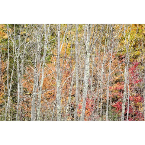 USA-New York-Adirondacks Keene-autumn foliage past peak Black Modern Wood Framed Art Print with Double Matting by Collins, Ann