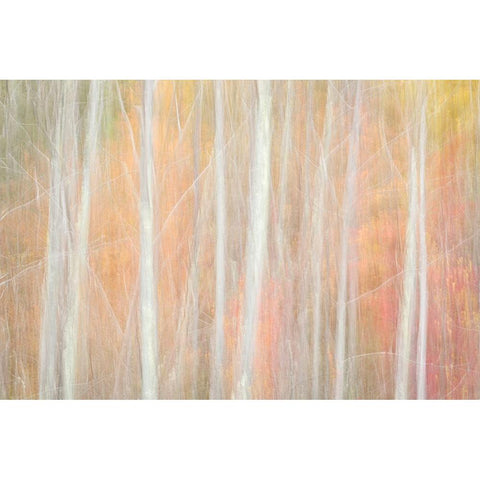 USA-New York-Adirondacks Keene-abstract of autumn foliage and bare trees Black Modern Wood Framed Art Print with Double Matting by Collins, Ann