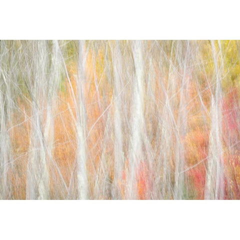 USA-New York-Adirondacks Keene-abstract of autumn foliage and bare trees Gold Ornate Wood Framed Art Print with Double Matting by Collins, Ann