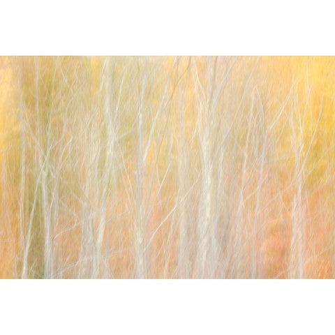 USA-New York-Adirondacks Keene-abstract of autumn foliage and bare trees White Modern Wood Framed Art Print by Collins, Ann