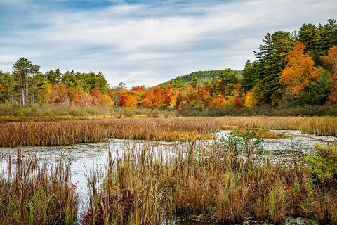 USA-New York-Adirondacks Bolton Landing-forest preserve marsh near Lake George White Modern Wood Framed Art Print with Double Matting by Collins, Ann