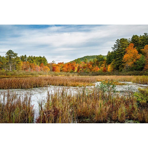 USA-New York-Adirondacks Bolton Landing-forest preserve marsh near Lake George Gold Ornate Wood Framed Art Print with Double Matting by Collins, Ann
