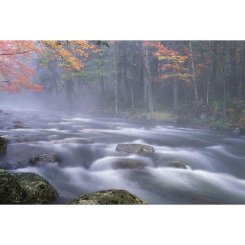 NY, Adirondacks, Big Moose River rapids in Fall Black Modern Wood Framed Art Print by Rotenberg, Nancy