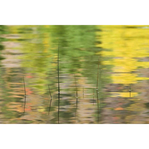 NY, Adirondacks, Reflections in water with reeds Black Modern Wood Framed Art Print by Rotenberg, Nancy