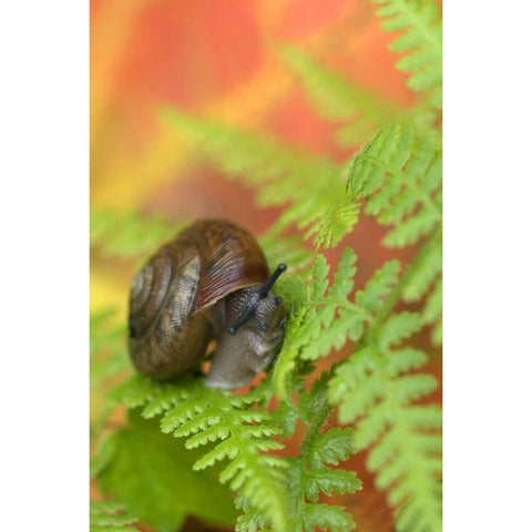 USA, New York, Adirondacks, Snail on Fern in Fall Gold Ornate Wood Framed Art Print with Double Matting by Rotenberg, Nancy