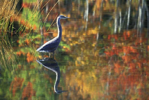NY, Adirondacks, Great Blue Heron Reflection White Modern Wood Framed Art Print with Double Matting by Rotenberg, Nancy