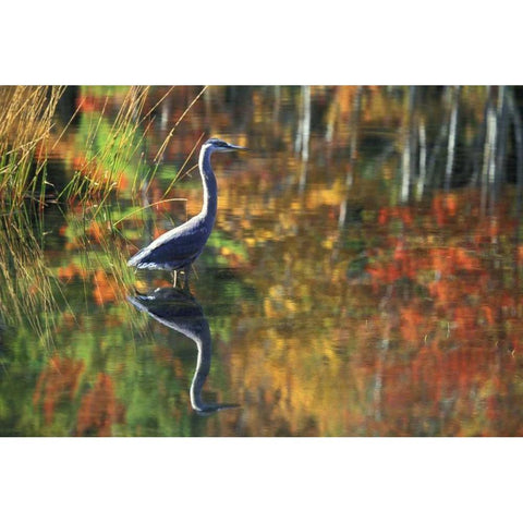 NY, Adirondacks, Great Blue Heron Reflection Black Modern Wood Framed Art Print by Rotenberg, Nancy
