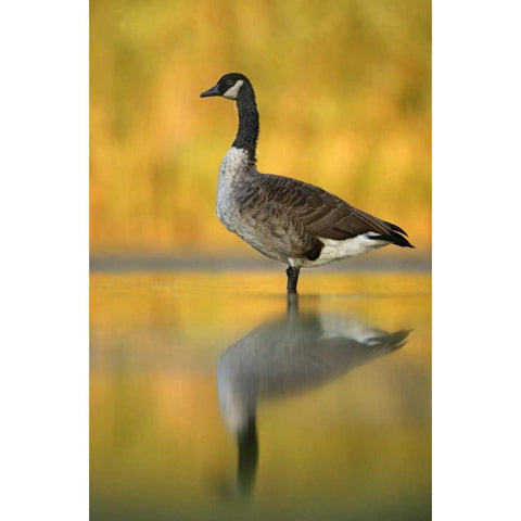 NY, New York City, Queens Canada goose in water Black Modern Wood Framed Art Print with Double Matting by Morris, Arthur