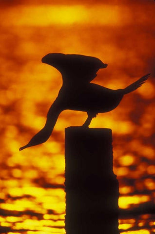 NY, Silhouette of double crested cormorant White Modern Wood Framed Art Print with Double Matting by Morris, Arthur